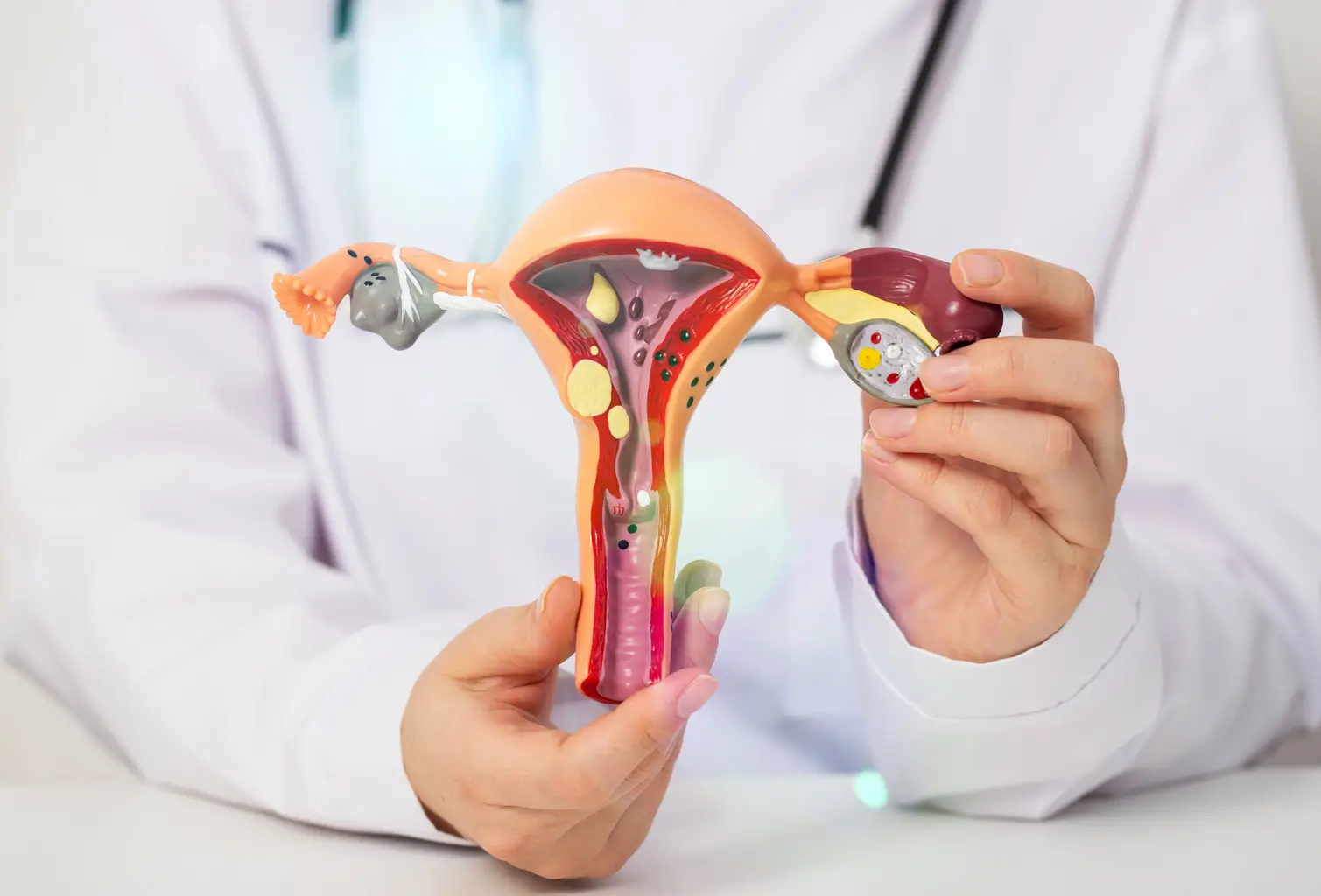 A doctor holding a detailed model of a uterus, demonstrating its anatomy and structure for educational purposes.