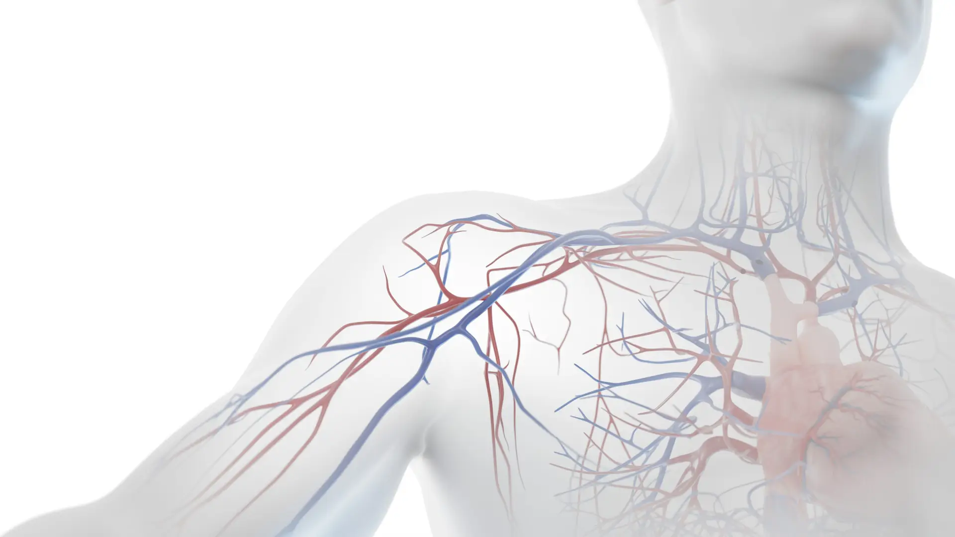 3D Rendered Medical Illustration of Male Anatomy - Cardiovascular System. Running pose. Plain background. professional studio lighting.